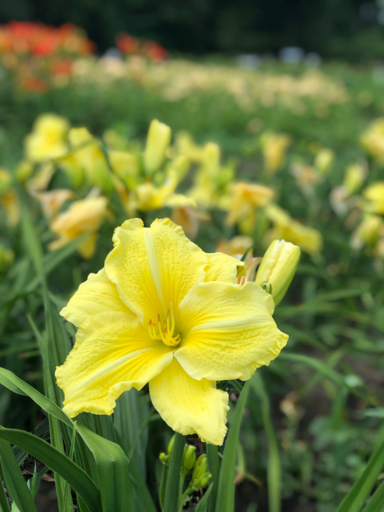 Hillsdale Lily Garden